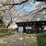 ヒメ日記 2026/03/30 14:55 投稿 らん 妖精（ようせい）