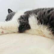 ヒメ日記 2026/04/08 12:33 投稿 あやの 妖精（ようせい）