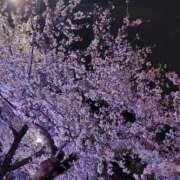 あおい 🌸🌸 妖精（ようせい）