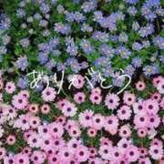 ヒメ日記 2026/02/14 15:03 投稿 さや 京都人妻デリヘル倶楽部