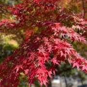 ヒメ日記 2025/11/21 03:34 投稿 いずみ ごほうびSPA神戸店