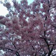 ヒメ日記 2026/03/12 16:53 投稿 いずみ ごほうびSPA神戸店