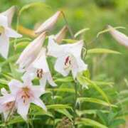 ヒメ日記 2025/06/16 16:53 投稿 さゆり ノーハンドの人妻　上野店