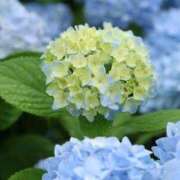 ヒメ日記 2025/06/17 20:03 投稿 さゆり ノーハンドの人妻　上野店