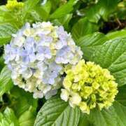 ヒメ日記 2025/06/29 22:43 投稿 さゆり ノーハンドの人妻　上野店