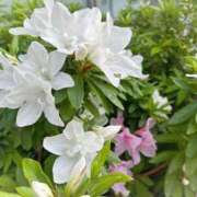 ヒメ日記 2025/07/02 00:03 投稿 さゆり ノーハンドの人妻　上野店