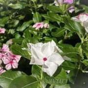 ヒメ日記 2025/07/22 00:03 投稿 さゆり ノーハンドの人妻　上野店