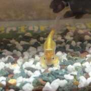 ヒメ日記 2025/08/10 20:38 投稿 あやな 川越ぷよステーション