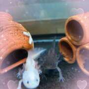 ヒメ日記 2025/08/13 04:13 投稿 あやな ぷよステーション大宮店