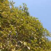 葵【あおい】 ポカポカ 人妻日和(久喜)