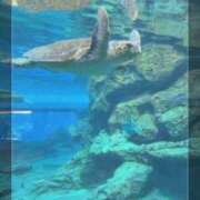 ヒメ日記 2025/07/06 15:01 投稿 川久保 萌花 人妻セレブ宮殿