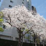 ヒメ日記 2026/04/05 14:54 投稿 りんか non-non 神田(ノンノン神田)
