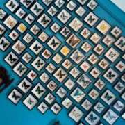 ヒメ日記 2025/09/06 16:38 投稿 ありす 妖精（ようせい）