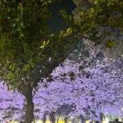 ヒメ日記 2026/04/08 19:17 投稿 れい 妖精（ようせい）