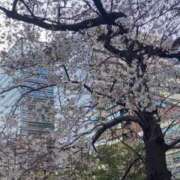 ヒメ日記 2026/03/27 07:55 投稿 なお 妖精（ようせい）