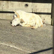 みおり こんばんみやー WHITE(ホワイト)