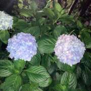 ヒメ日記 2025/06/21 08:06 投稿 るい 妖精（ようせい）