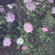 ヒメ日記 2025/07/26 08:37 投稿 るい 妖精（ようせい）