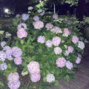 ヒメ日記 2025/08/11 14:41 投稿 るい 妖精（ようせい）