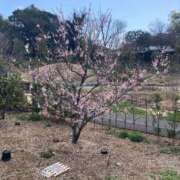 ヒメ日記 2026/03/15 10:35 投稿 るい 妖精（ようせい）