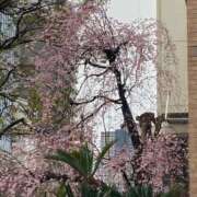 ヒメ日記 2026/03/29 07:32 投稿 るい 妖精（ようせい）