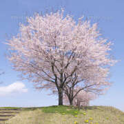 小泉【こいずみ】 桜開花予想😊 人妻日和(久喜)