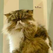 ヒメ日記 2025/08/01 14:40 投稿 千尋(あやめ)先生 IMS