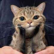 ヒメ日記 2025/06/29 21:01 投稿 桜咲ゆら ザイオン 会員制アロマエステ