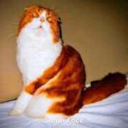 ヒメ日記 2025/12/25 21:37 投稿 しのぶ 熟女家 堺東店