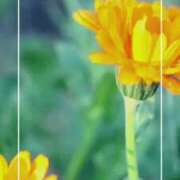 ヒメ日記 2025/07/02 13:18 投稿 海老名　ハナ やみつきエステ2nd札幌店