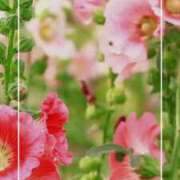 ヒメ日記 2025/07/03 19:19 投稿 海老名　ハナ やみつきエステ2nd札幌店