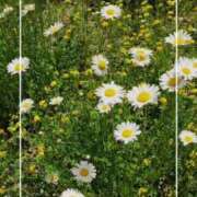 ヒメ日記 2025/07/04 18:49 投稿 海老名　ハナ やみつきエステ2nd札幌店