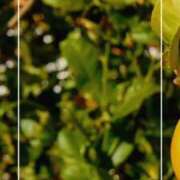 ヒメ日記 2025/07/07 16:59 投稿 海老名　ハナ やみつきエステ2nd札幌店