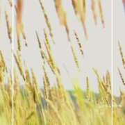 ヒメ日記 2025/07/14 16:08 投稿 海老名　ハナ やみつきエステ2nd札幌店