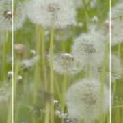 ヒメ日記 2025/07/22 15:19 投稿 海老名　ハナ やみつきエステ2nd札幌店