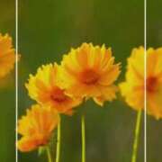 ヒメ日記 2025/08/27 17:08 投稿 海老名　ハナ やみつきエステ2nd札幌店