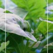 ヒメ日記 2025/09/03 16:28 投稿 海老名　ハナ やみつきエステ2nd札幌店