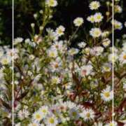 ヒメ日記 2025/09/07 14:22 投稿 海老名　ハナ やみつきエステ2nd札幌店