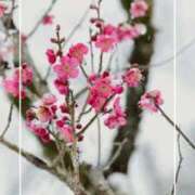 ヒメ日記 2026/02/27 18:11 投稿 海老名　ハナ やみつきエステ2nd札幌店