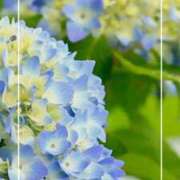 ヒメ日記 2026/06/06 19:47 投稿 海老名　ハナ やみつきエステ2nd札幌店