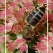 ヒメ日記 2026/09/12 18:11 投稿 海老名　ハナ やみつきエステ2nd札幌店