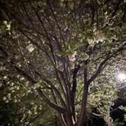 ヒメ日記 2026/04/13 11:49 投稿 なつき エデンR