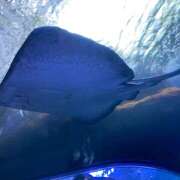 真白　すばる 出勤 Eureka！EGOIST～エゴイスト～-美とエロスの饗宴