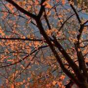 ヒメ日記 2026/04/01 22:14 投稿 青葉-あおば MSC 妄想紳士倶楽部 鶯谷店