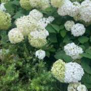 ヒメ日記 2026/06/17 12:54 投稿 青葉-あおば MSC 妄想紳士倶楽部 鶯谷店