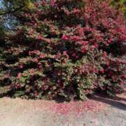 ヒメ日記 2026/01/31 13:13 投稿 莉子【りこ】 輝女