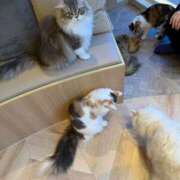 ヒメ日記 2026/01/14 23:16 投稿 森内 亜貴乃 30代40代50代と遊ぶなら博多人妻専科24時