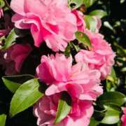 ヒメ日記 2026/01/04 19:17 投稿 湊【みなと】 輝女