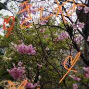 ヒメ日記 2026/03/19 11:37 投稿 すずな 熟女デリヘル倶楽部