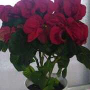 ヒメ日記 2025/11/11 16:15 投稿 そよか 奥様特急上越店